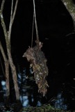 deadwood caught hanging in a vine above the water